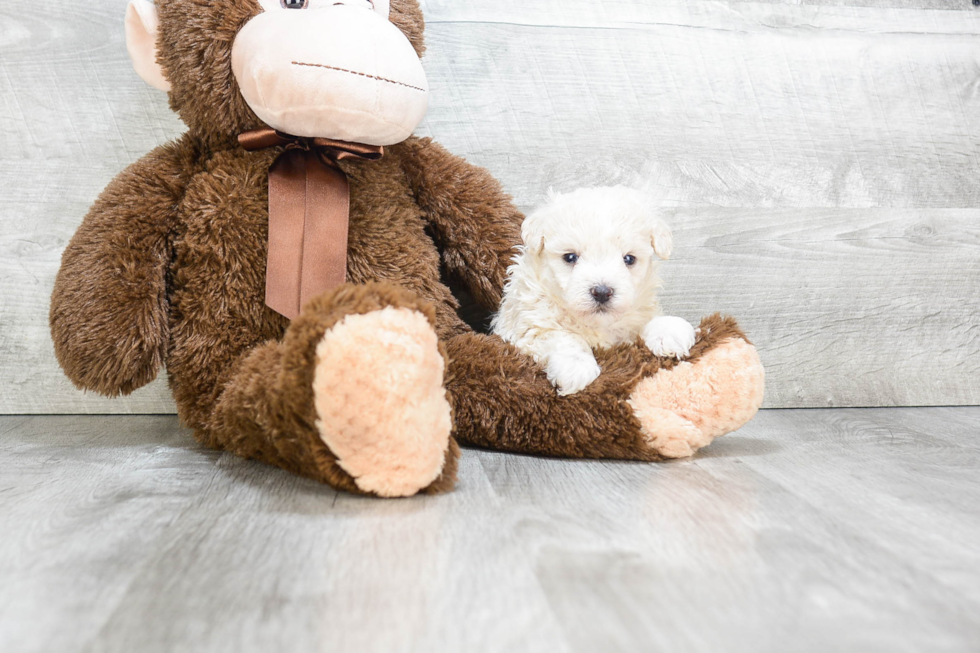 Maltipoo Puppy for Adoption