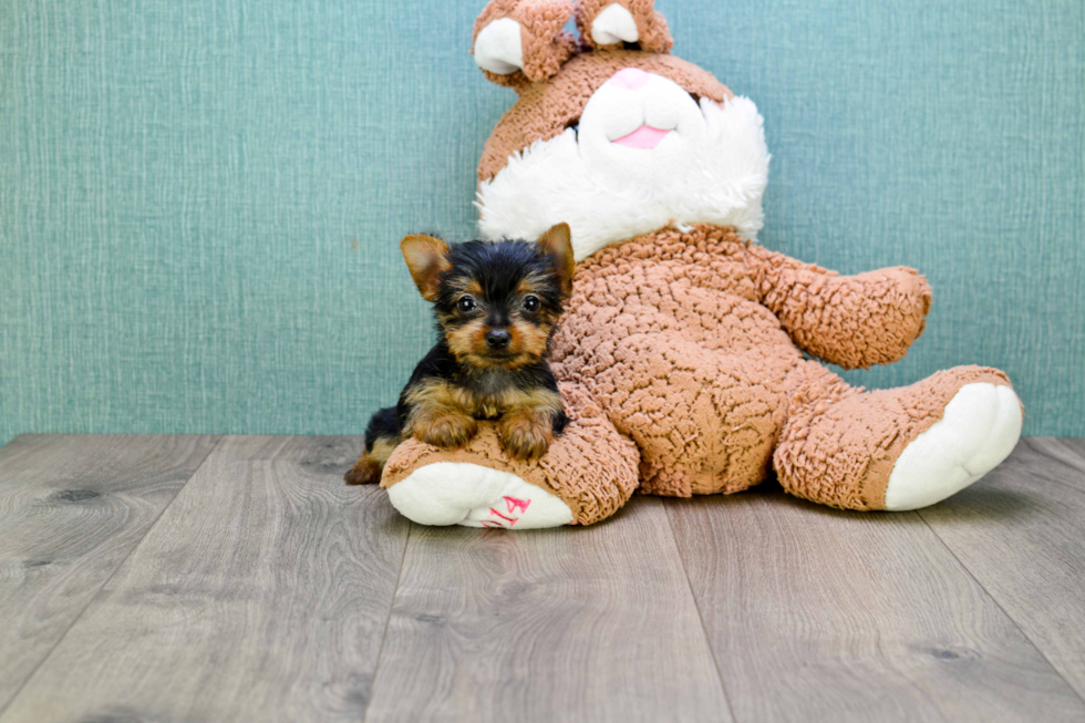 Meet Izzie - our Yorkshire Terrier Puppy Photo 