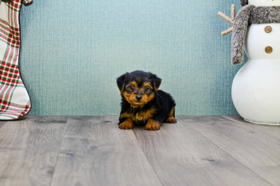 Meet Jeremy - our Yorkshire Terrier Puppy Photo 