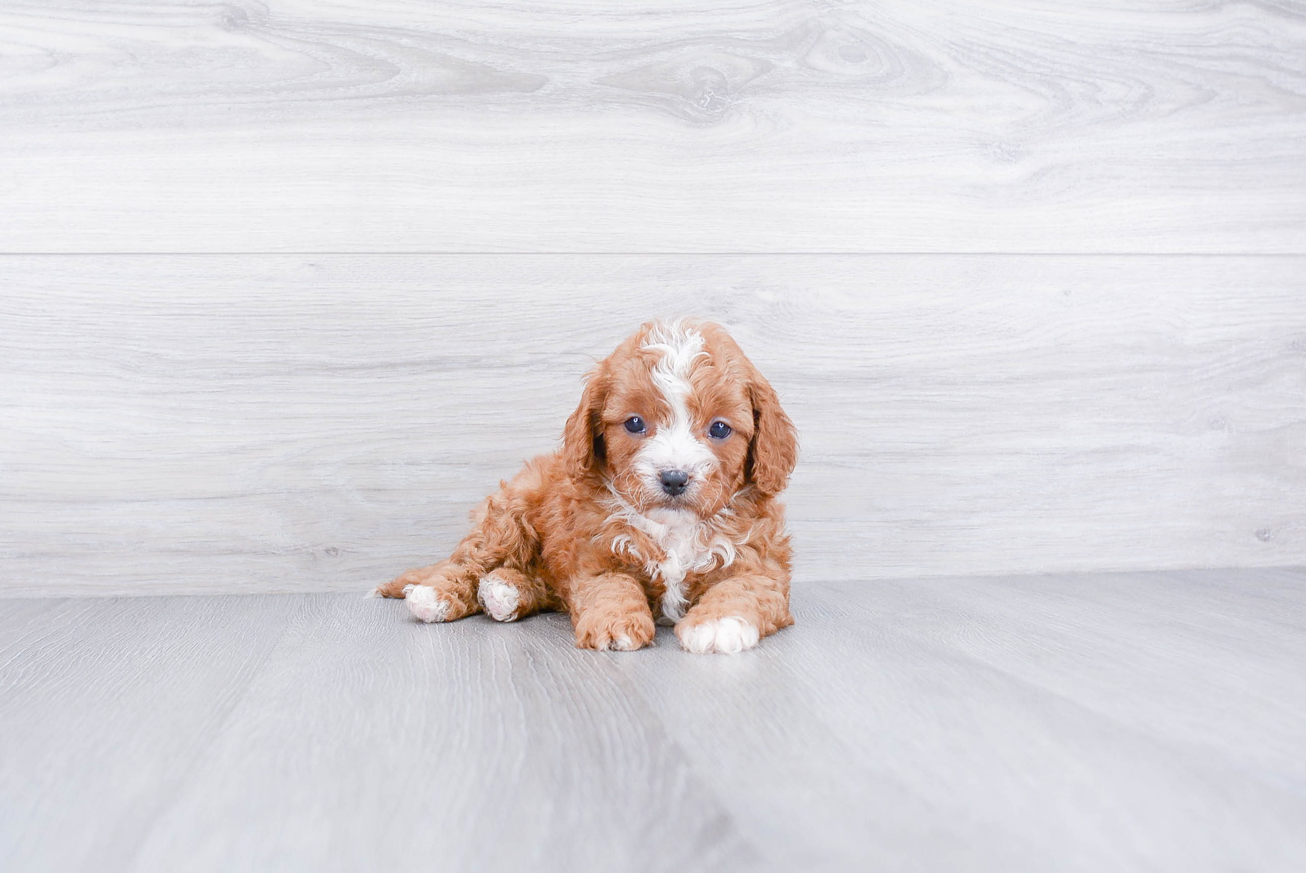 Energetic Cavoodle Poodle Mix Puppy