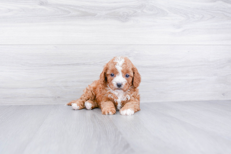 Energetic Cavoodle Poodle Mix Puppy