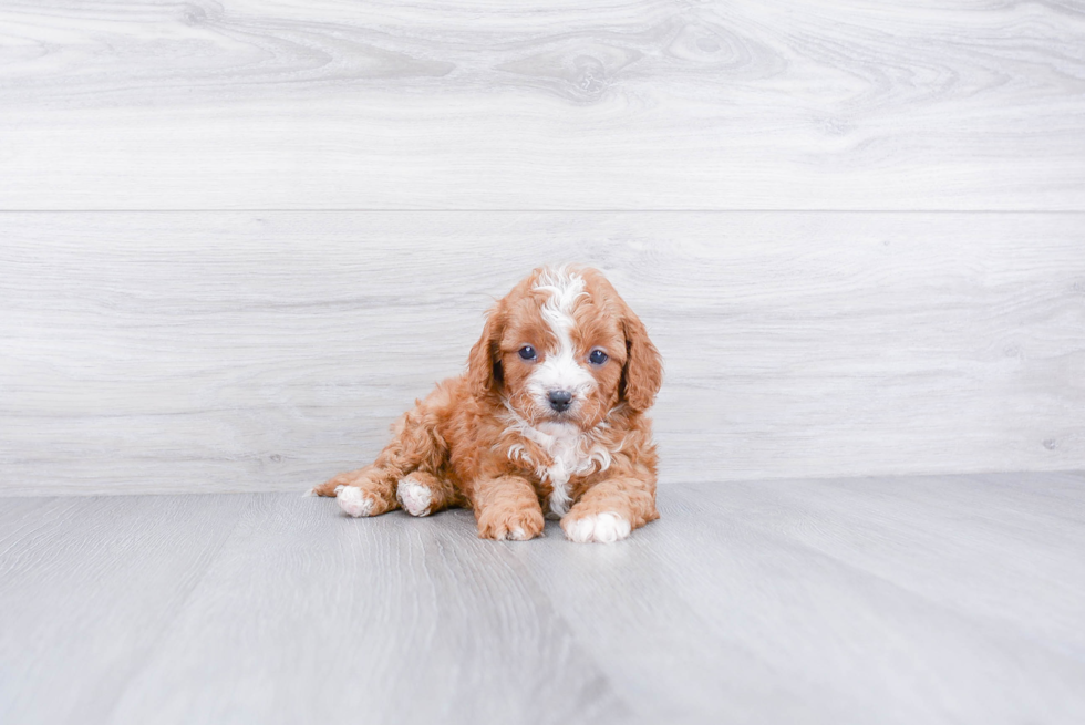 Energetic Cavoodle Poodle Mix Puppy