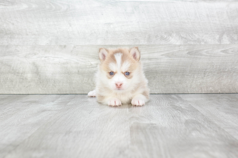 Cute Pomsky Baby