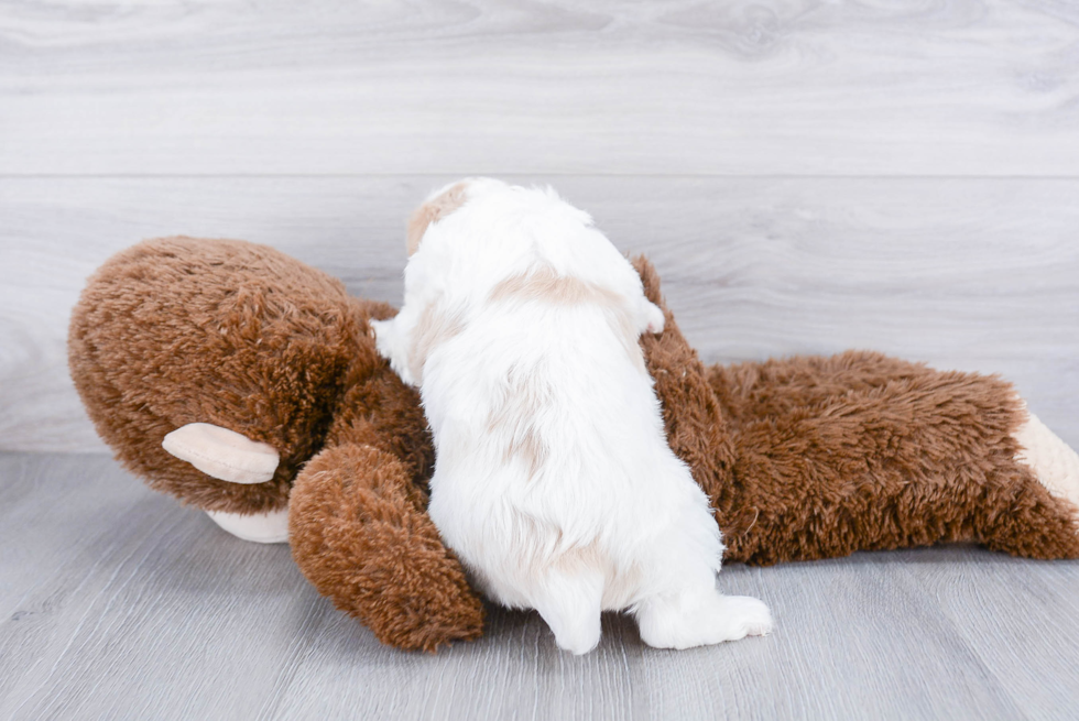 Happy Cavachon Baby