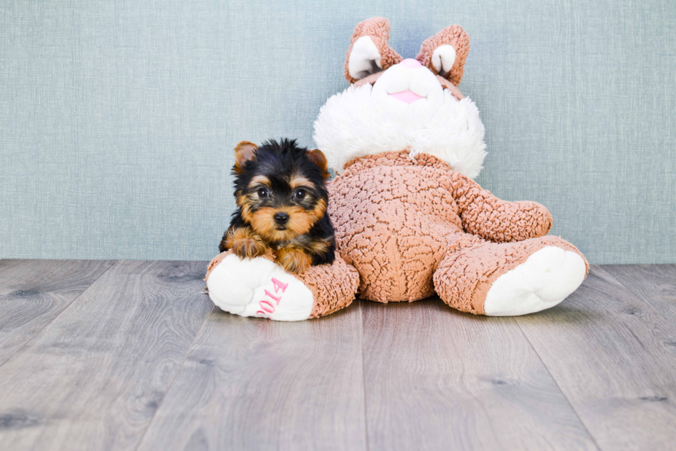 Meet Giselle - our Yorkshire Terrier Puppy Photo 