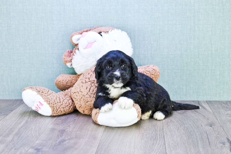 Small Mini Bernedoodle Baby