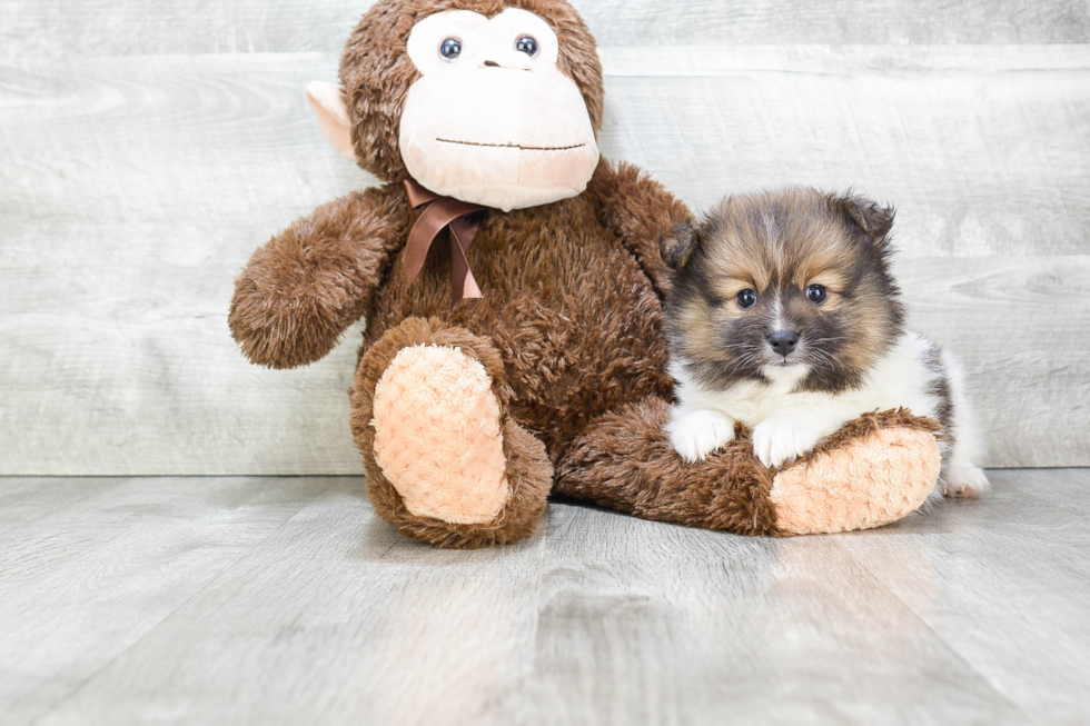 Adorable Pomeranian Purebred Puppy