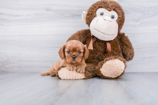 Best Cavalier King Charles Spaniel Baby