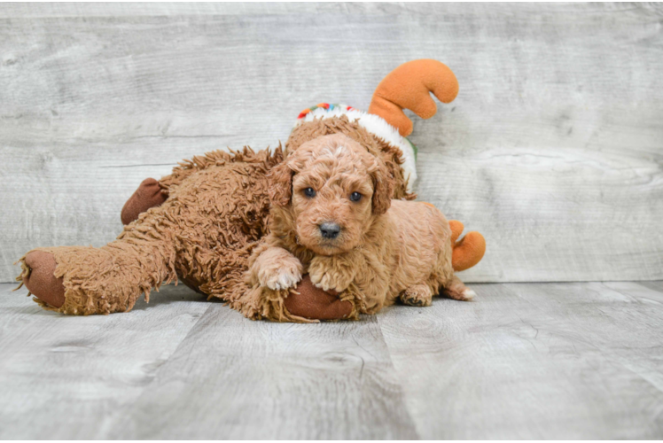 Mini Goldendoodle Pup Being Cute