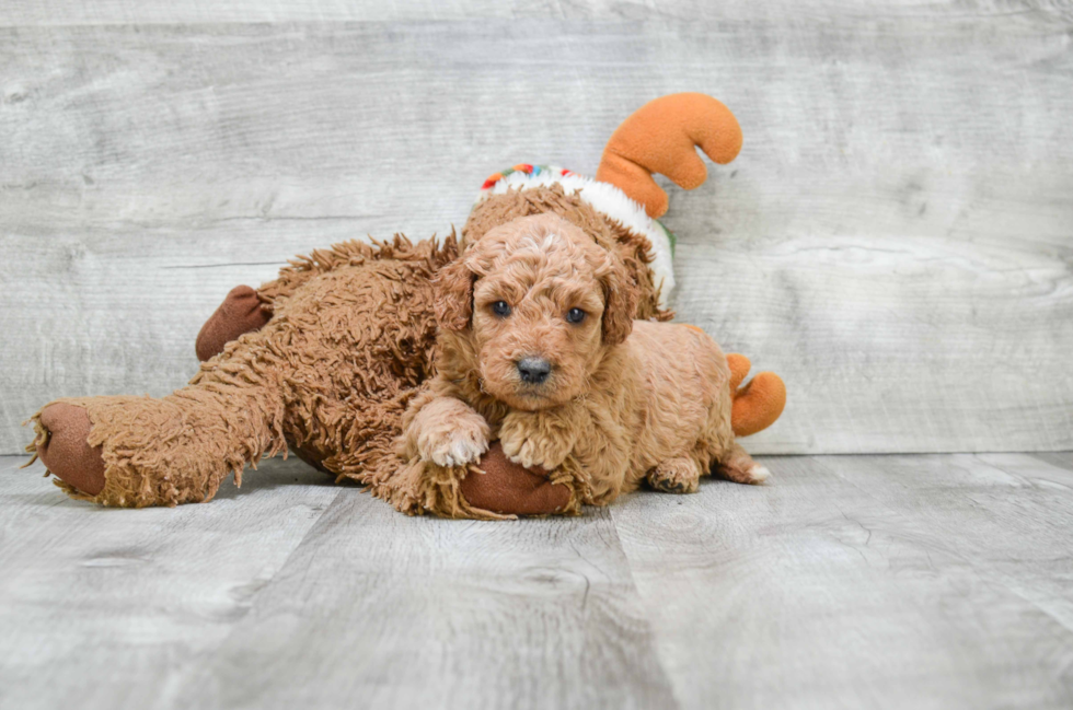 Mini Goldendoodle Pup Being Cute