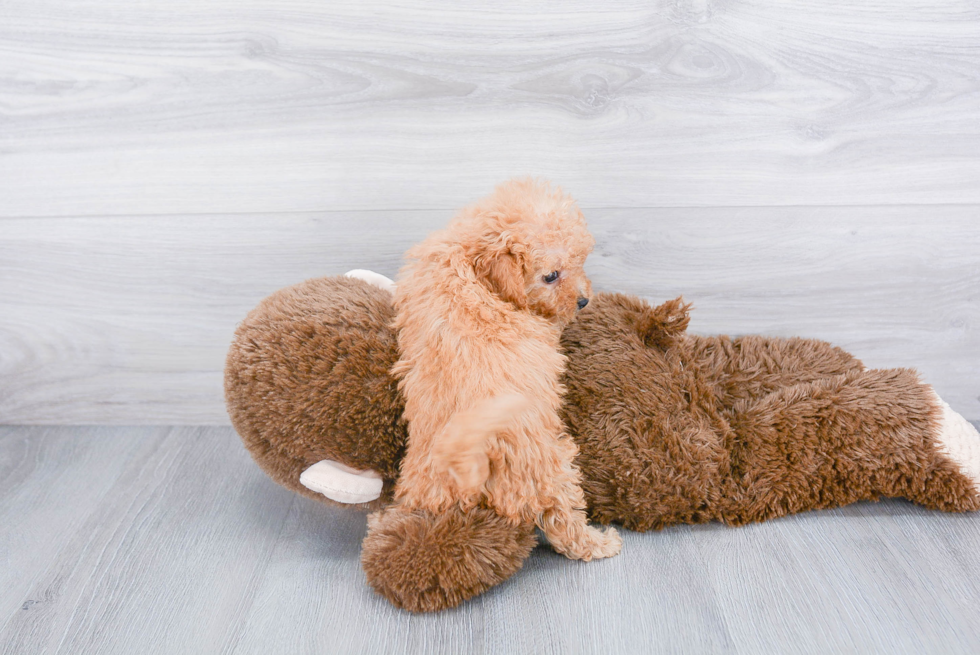 Adorable Golden Retriever Poodle Mix Puppy