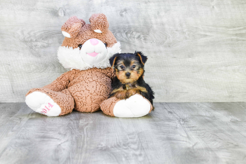 Meet Avery - our Yorkshire Terrier Puppy Photo 