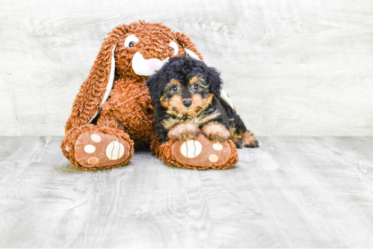 Best Mini Aussiedoodle Baby