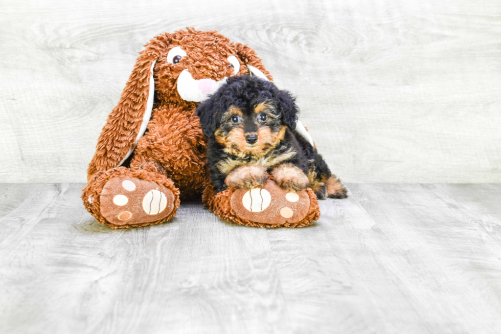 Best Mini Aussiedoodle Baby