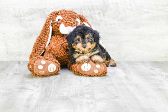 Best Mini Aussiedoodle Baby