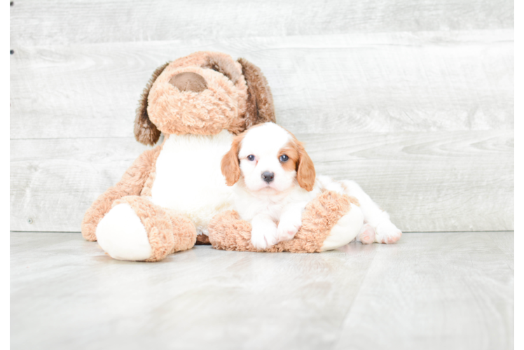 Cavalier King Charles Spaniel Pup Being Cute