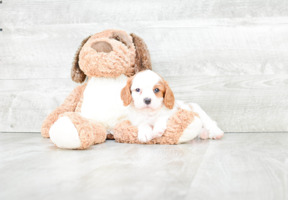 Cavalier King Charles Spaniel Pup Being Cute