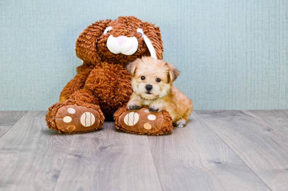 Morkie Pup Being Cute