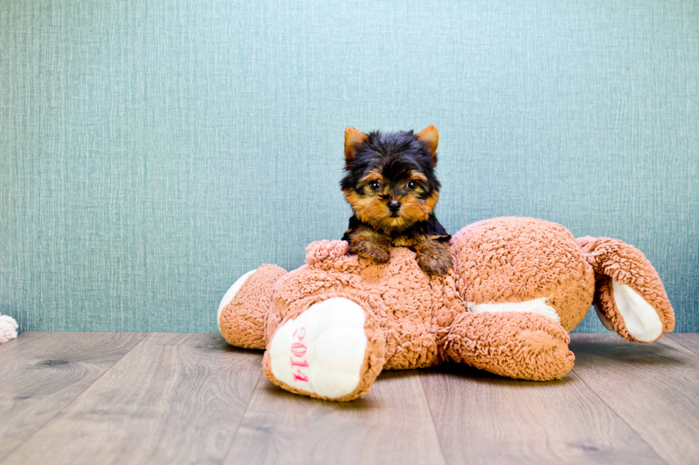 Meet Micro-Teacup-Victoria - our Yorkshire Terrier Puppy Photo 