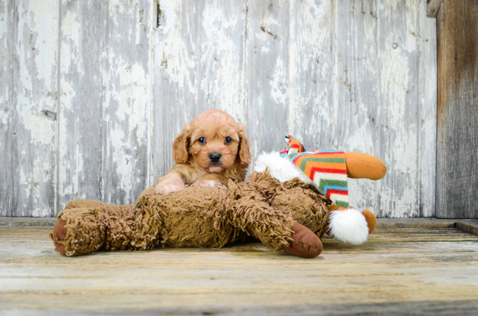 Cavapoo Pup Being Cute