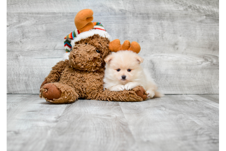 Pomeranian Pup Being Cute