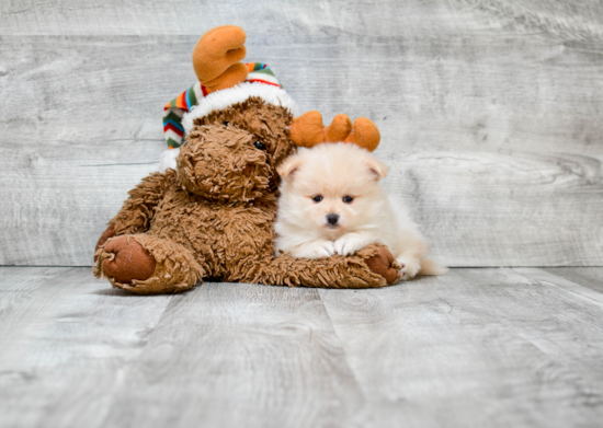 Pomeranian Pup Being Cute