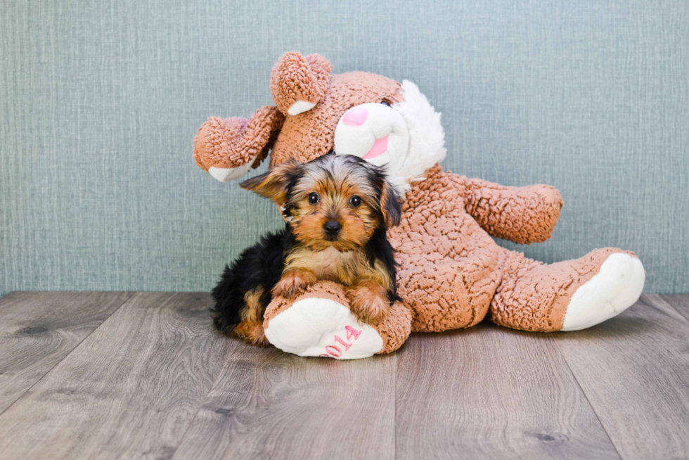 Meet Snickers - our Yorkshire Terrier Puppy Photo 