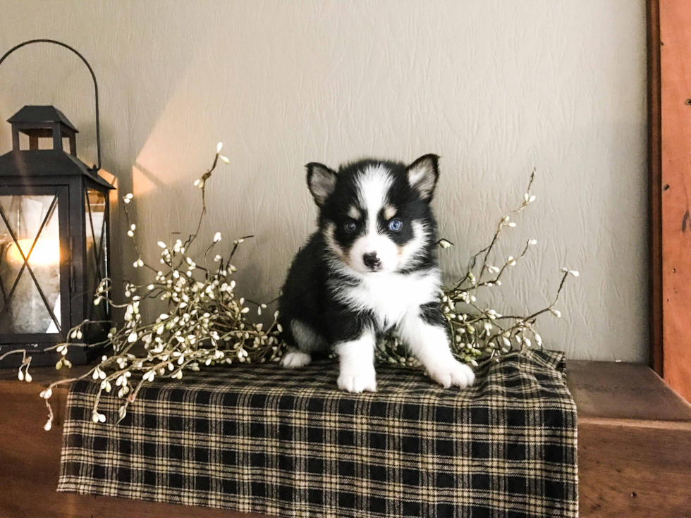 Pomsky Pup Being Cute