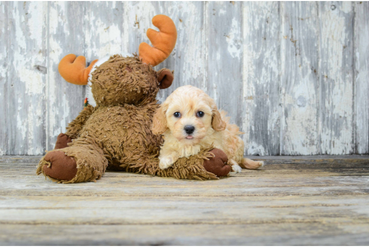 Best Cavapoo Baby