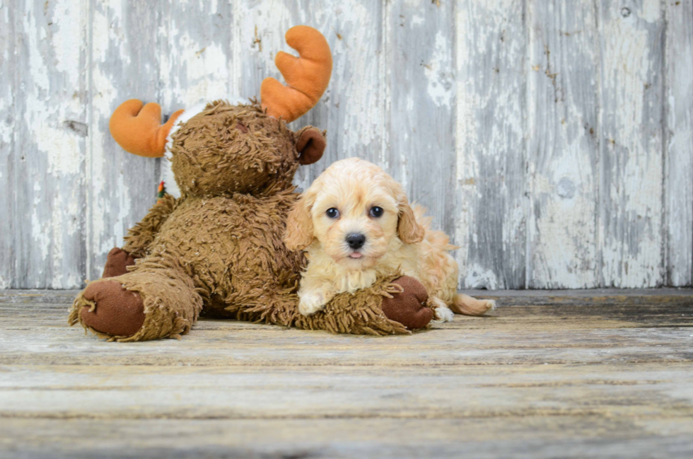 Best Cavapoo Baby