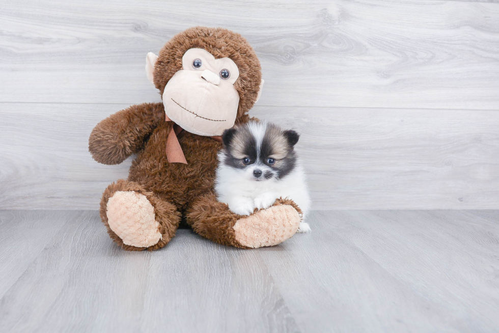 Fluffy Pomeranian Purebred Puppy