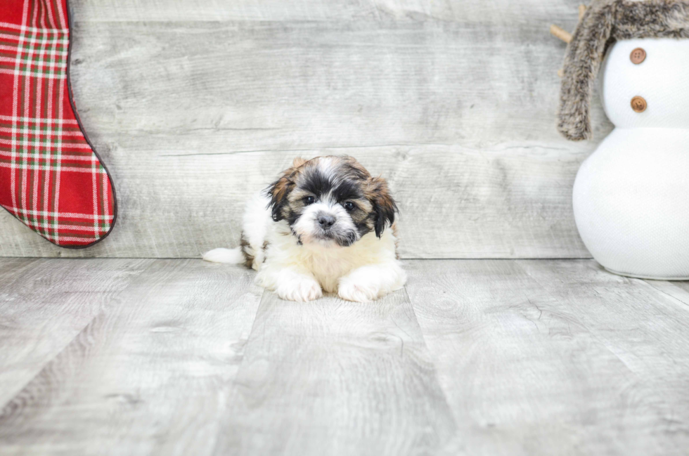 Teddy Bear Pup Being Cute