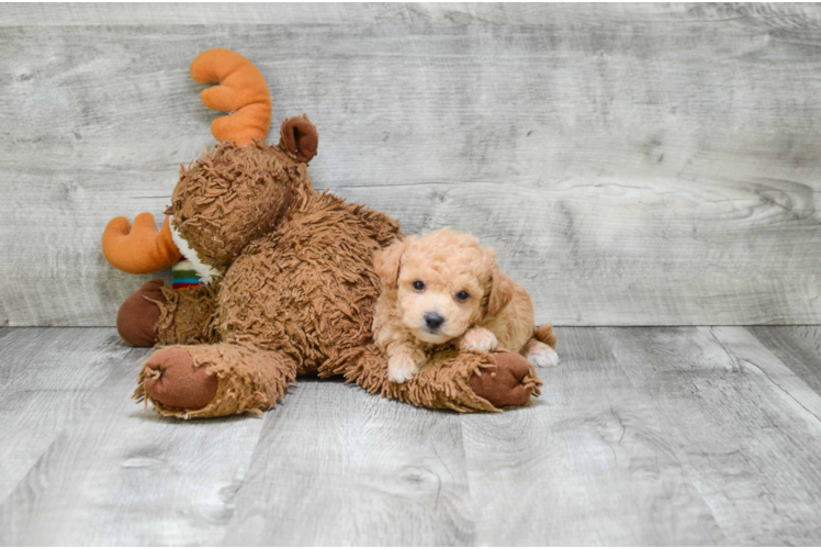 Adorable Maltese Poodle Poodle Mix Puppy