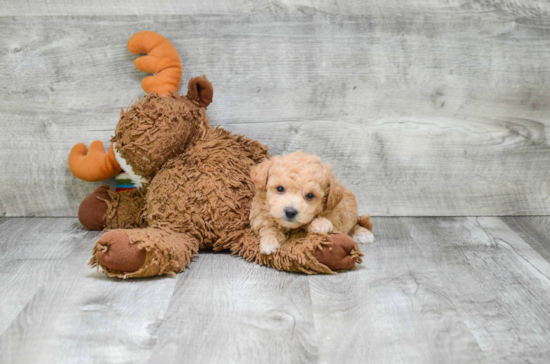 Adorable Maltese Poodle Poodle Mix Puppy