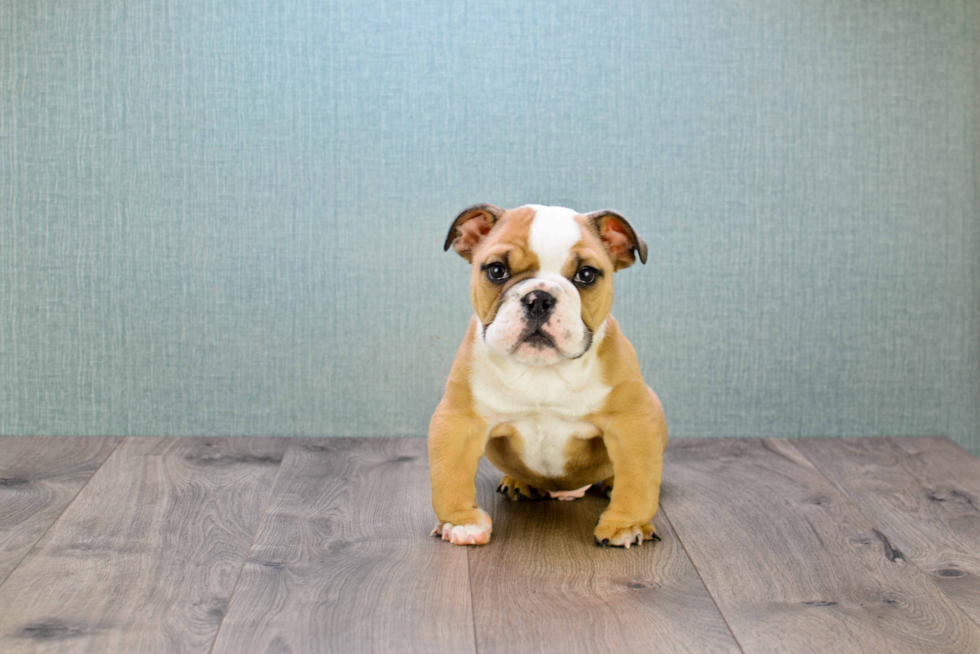 Cute English Bulldog Baby