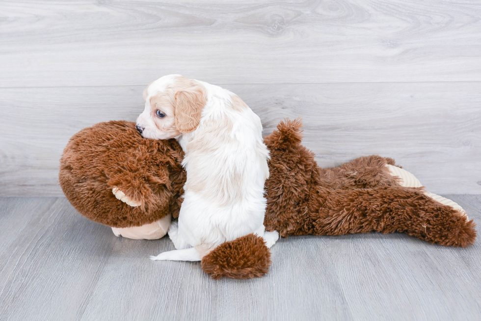 Cavachon Pup Being Cute