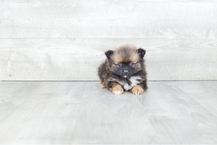 Pomeranian Puppy for Adoption