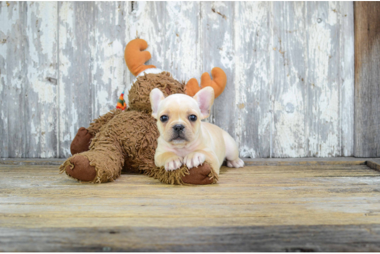 Best French Bulldog Baby