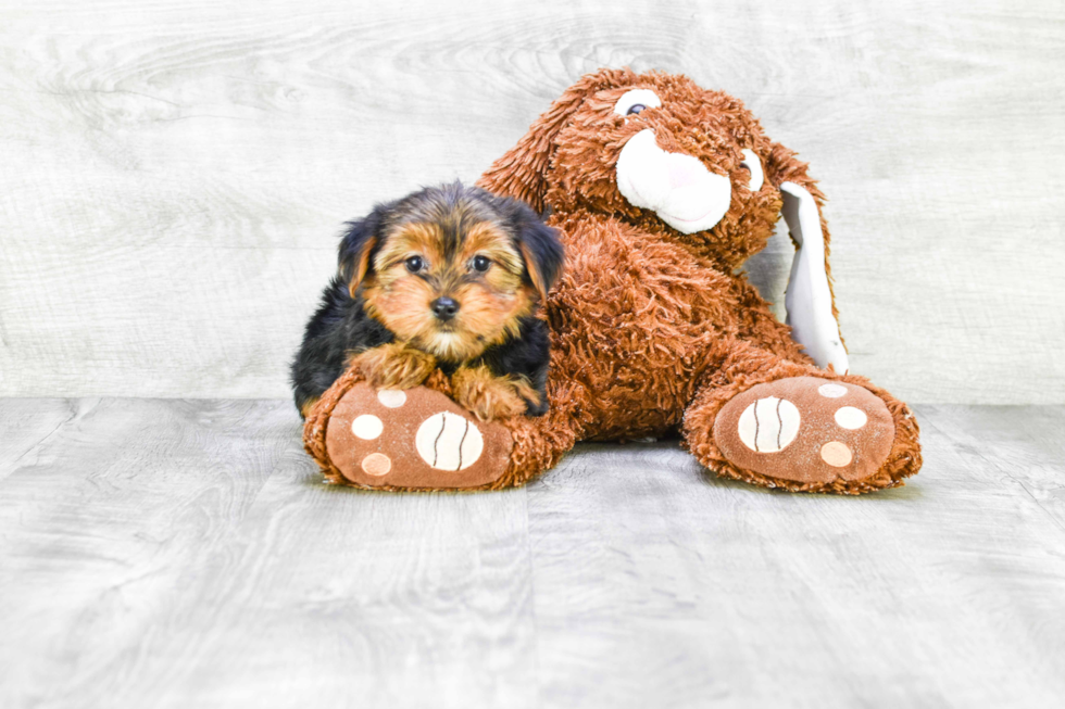 Meet Lisa - our Yorkshire Terrier Puppy Photo 