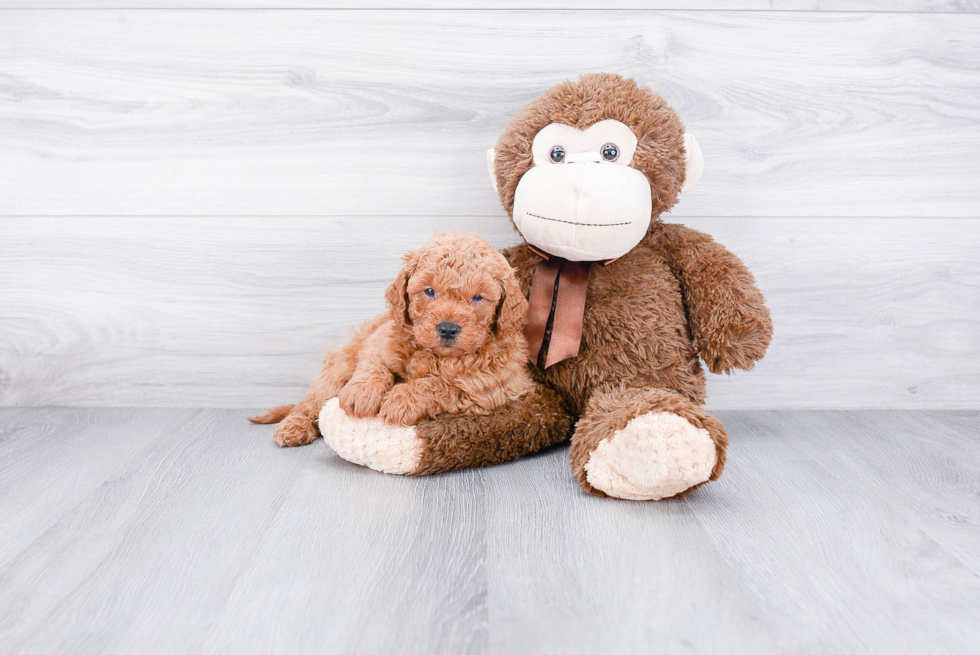 Mini Goldendoodle Pup Being Cute