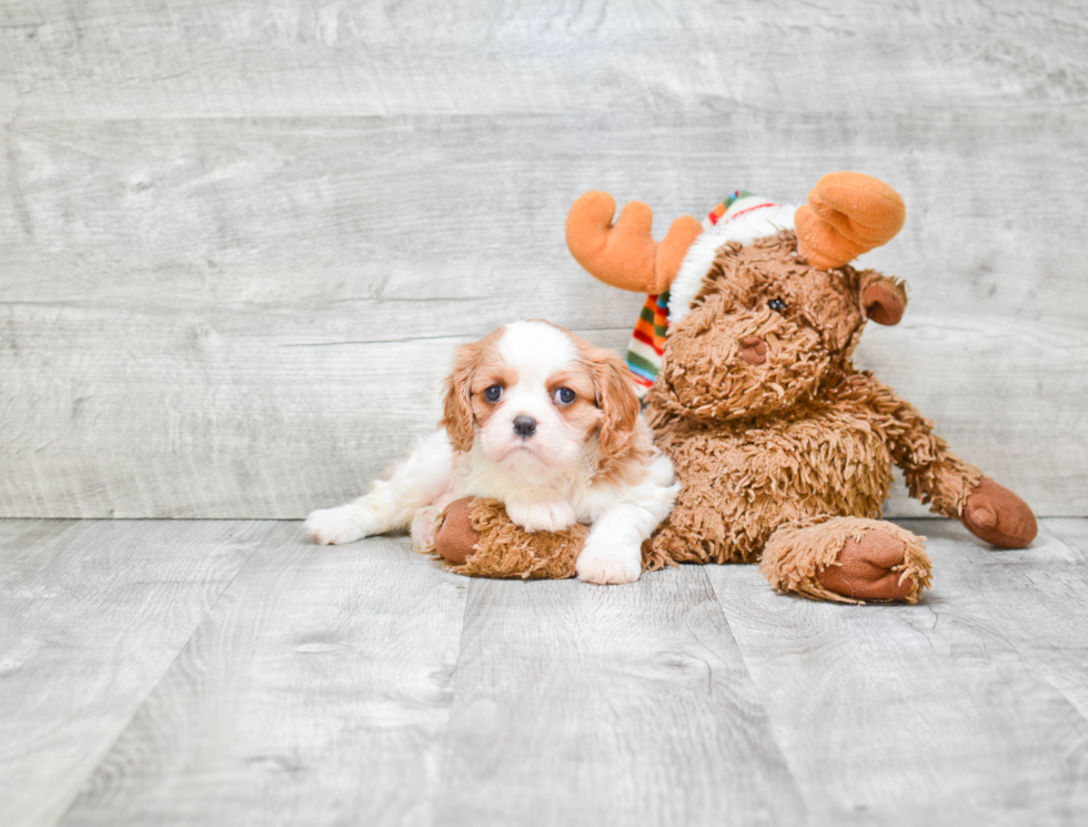 Cavalier King Charles Spaniel Pup Being Cute