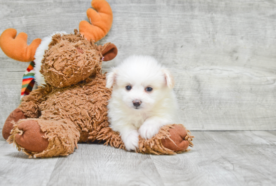 Maltipom Puppy for Adoption