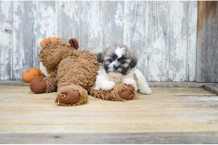 Playful Shichon Designer Puppy