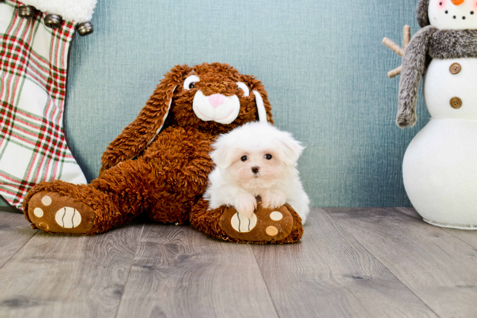 Friendly Maltese Purebred Pup