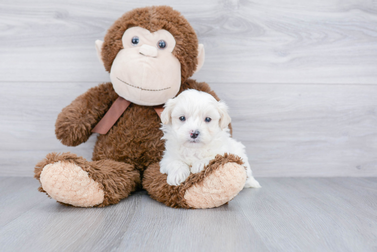 Friendly Maltipoo Baby