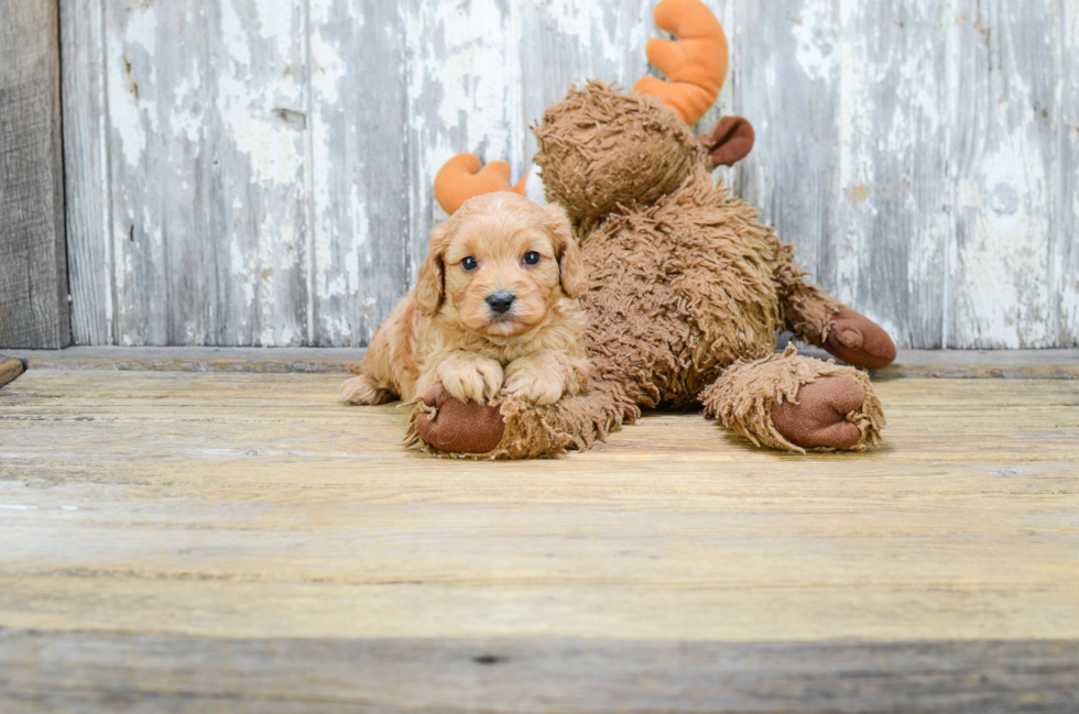 Cavapoo Puppy for Adoption