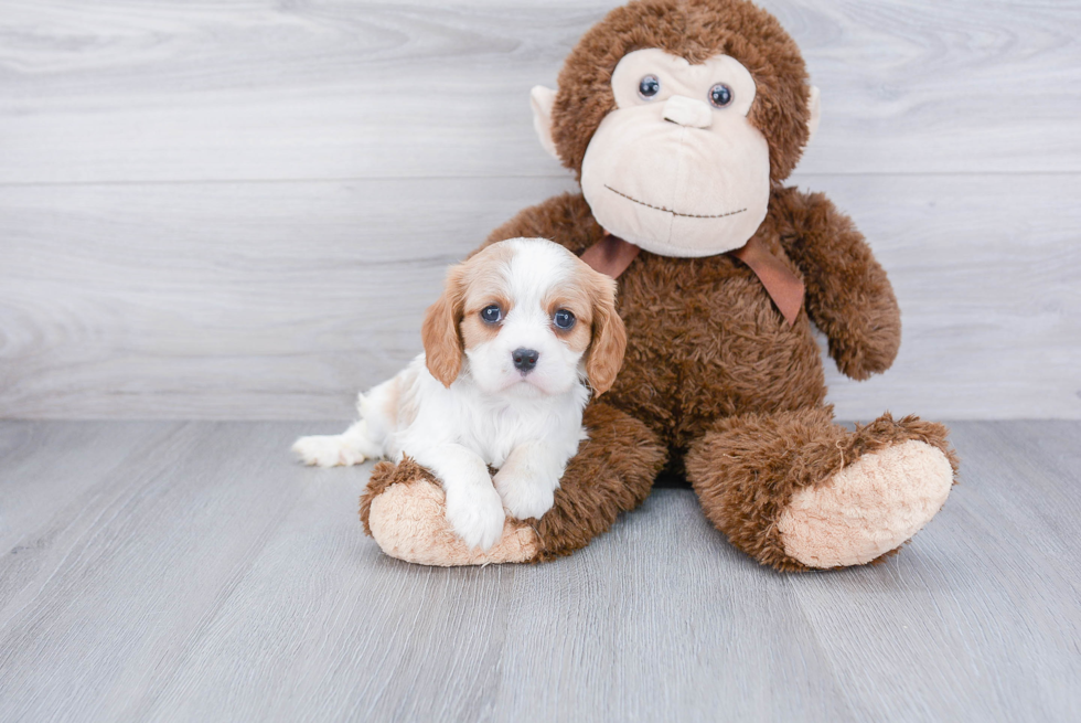 Cavalier King Charles Spaniel Pup Being Cute