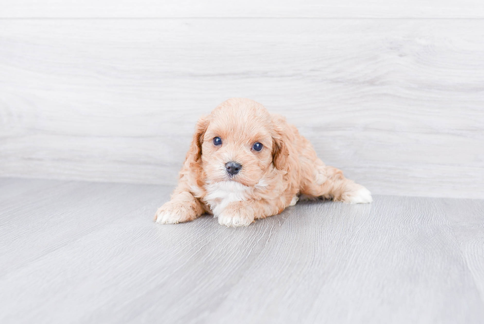Best Cavapoo Baby