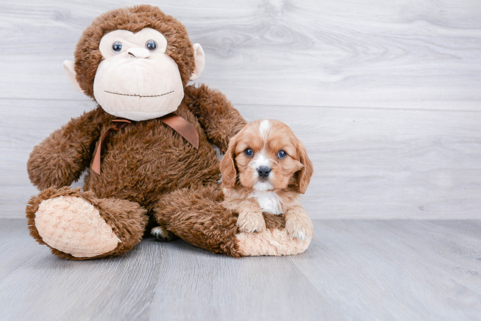 Cavalier King Charles Spaniel Pup Being Cute