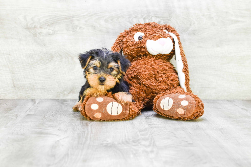 Meet Timmy - our Yorkshire Terrier Puppy Photo 